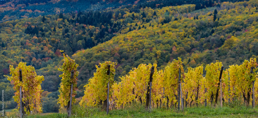 The yellow vines in the fall, Alsace, France The yellow vines in the fall, Alsace, France