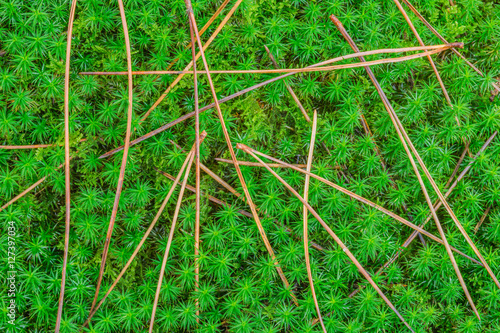 Hintergrund Herbst aus Frauenhaarmoos und gefallenen Kiefernnadeln - Background Autumn made of haircap moss and fallen pine needles photo