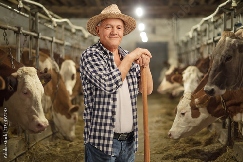 Fototapeta Mature farmer posing in a cowshed