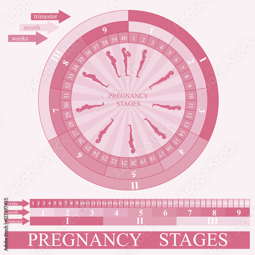 Woman Pregnancy stages, vector