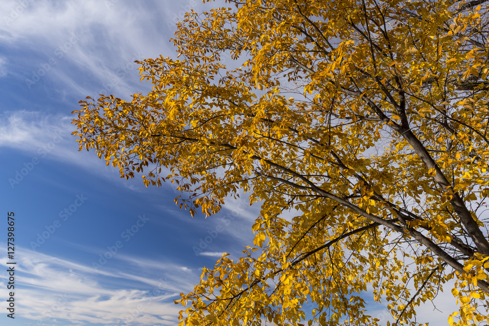 Fototapeta premium Yellow Autumn Tree