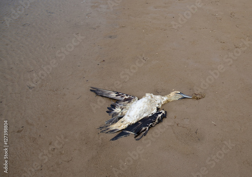 Konstfotografi dead bird