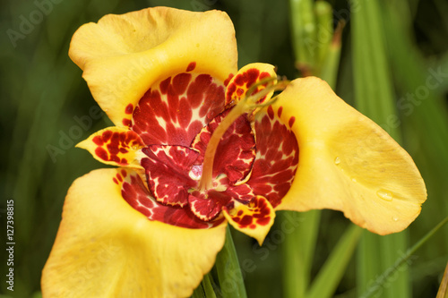 Fototapeta Naklejka Na Ścianę i Meble -   Tigridia pavonia