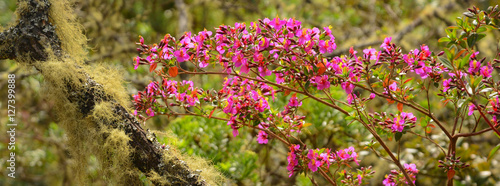Pink flowers in the road to Guatavita Lake, Colombia