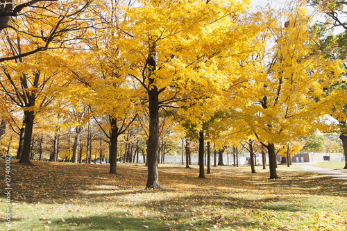 autumn leaves in park © nickjene