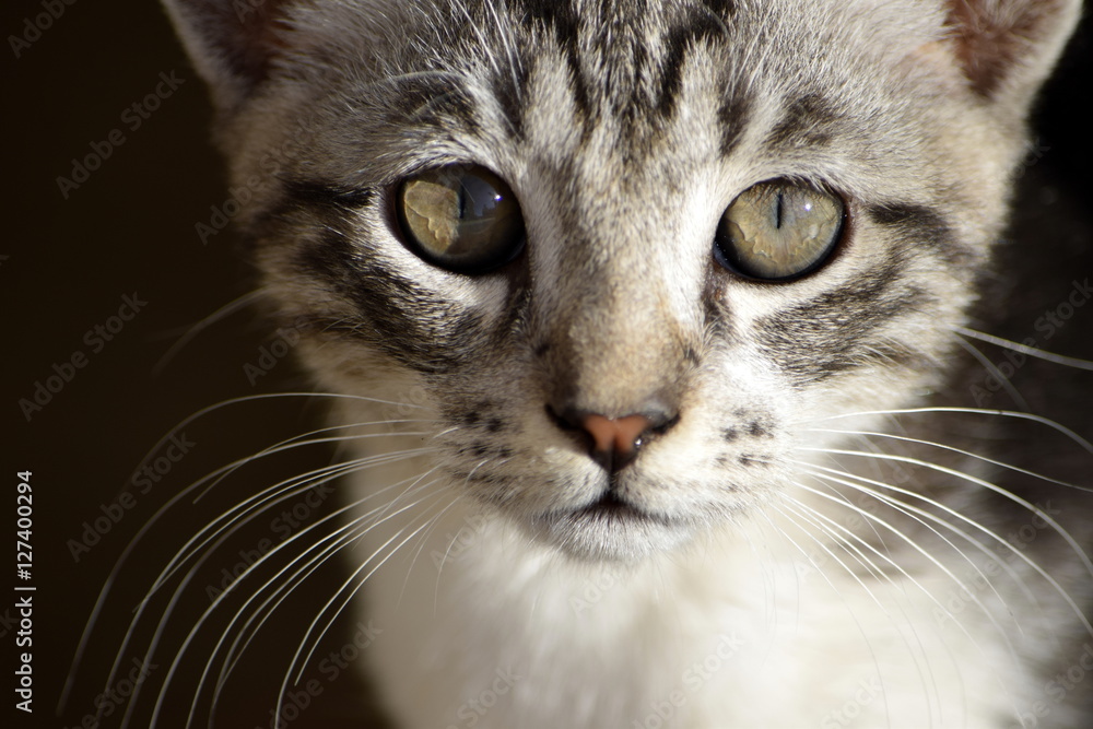 Kitten Head Kitten Head