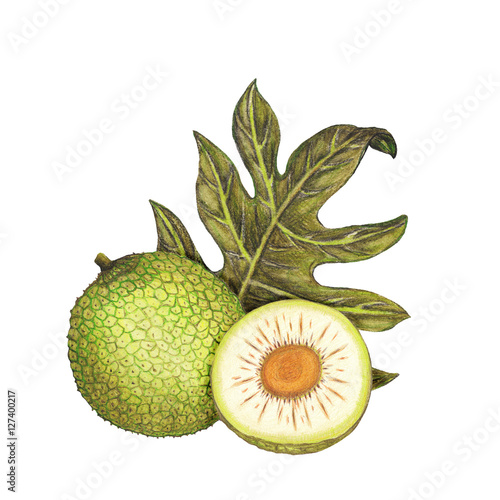 Isolated botanical illustration of breadfruit photo