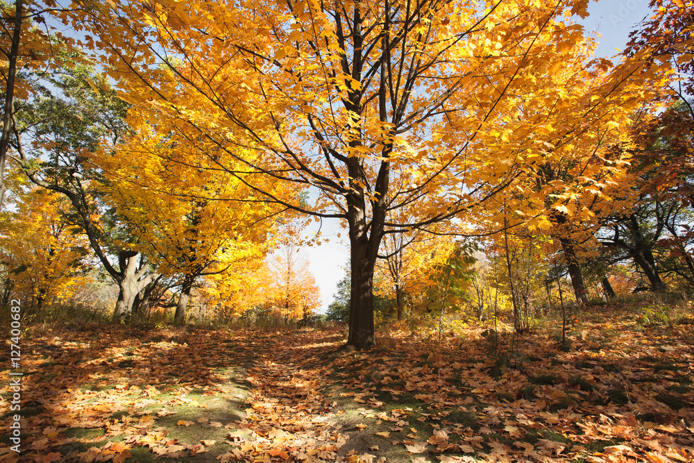 Fototapeta premium autumn leaves in park