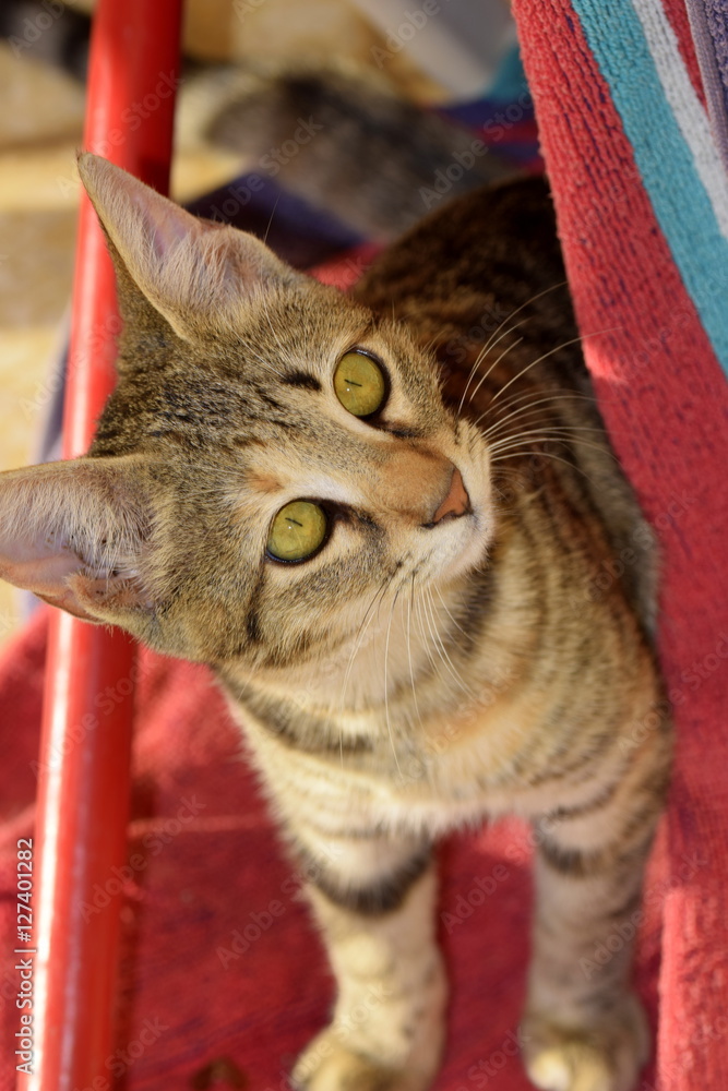 Obraz premium Kitten 