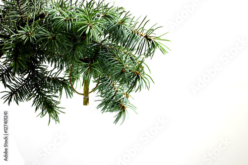 Fir tree branch isolated on white background with gold thread and a pin in top frame corner. Ready for product placement New Year and Christmas blank template. Big white copyspace place for text.