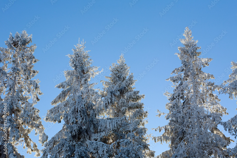 Winter pine forest background in sunlight beauty nature Winter pine forest background in sunlight beauty nature