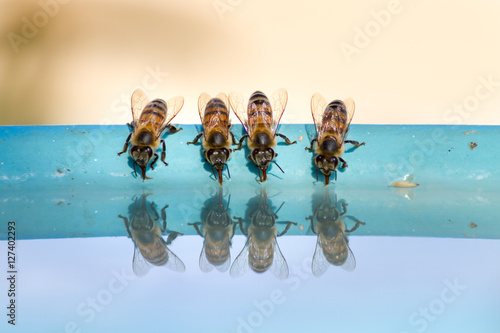 Obraz na plátně Thirsty bees