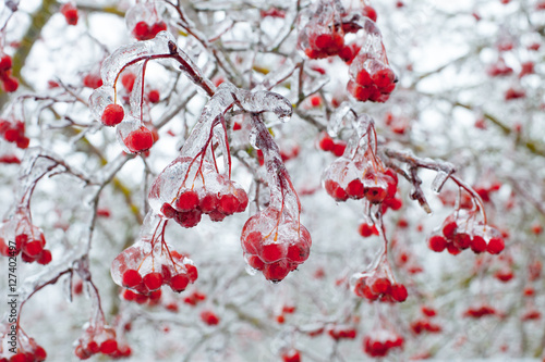 Ice covered plants after  cold rain photo