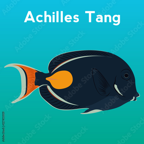 Achilles Tang, exotic fish,tropical marine fish