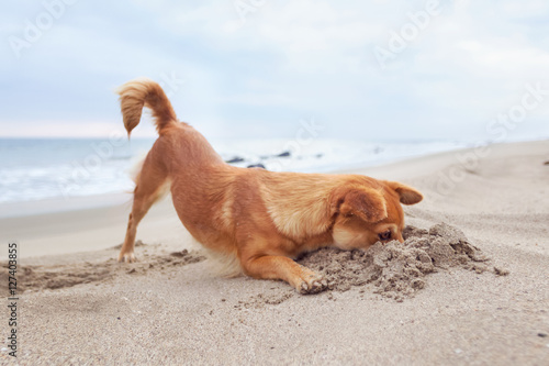 Chiqui hunting for crabs