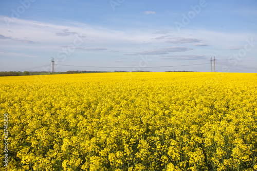 Yellow oilseed rape field under the blue sky