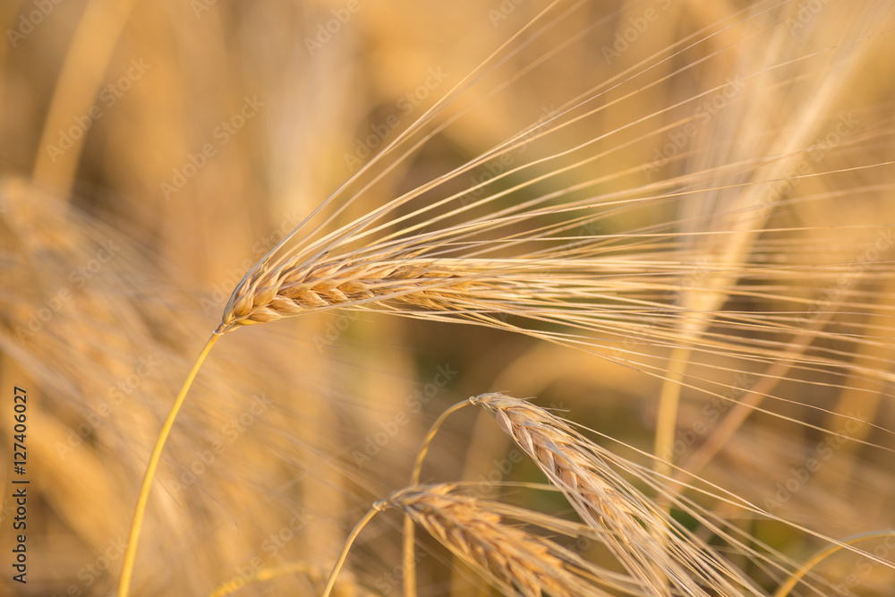 golden wheat field and sunny day golden wheat field and sunny day