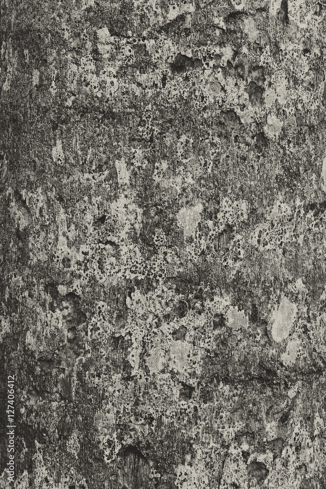 Fototapeta premium Black and white image of bark surface. Tree bark texture. Suitable for background.