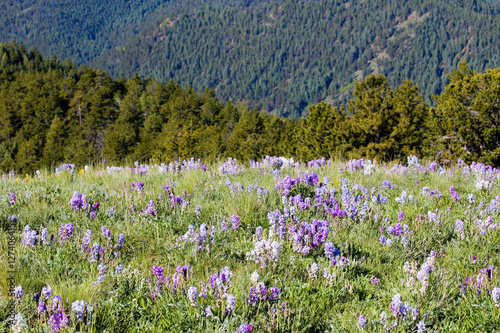 Mountain Bluebell and Wildflowers in the Pike National Forest