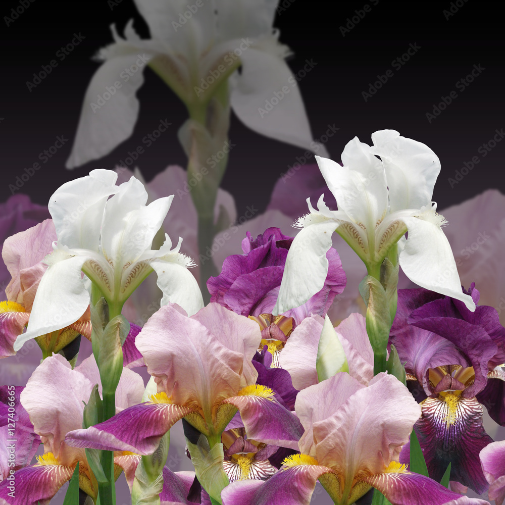 Beautiful floral background of irises 