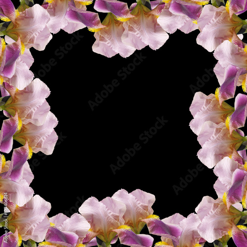 Fototapeta Naklejka Na Ścianę i Meble -  Beautiful floral background of irises 