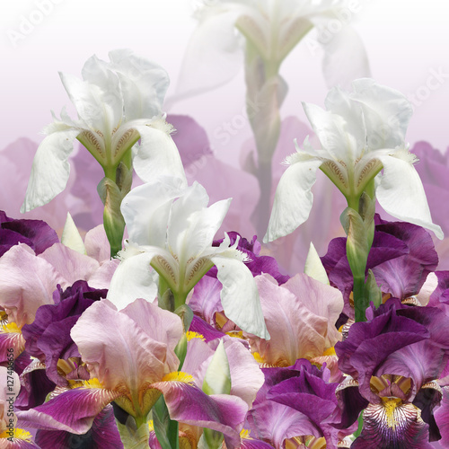 Fototapeta Naklejka Na Ścianę i Meble -  Beautiful floral background of irises 