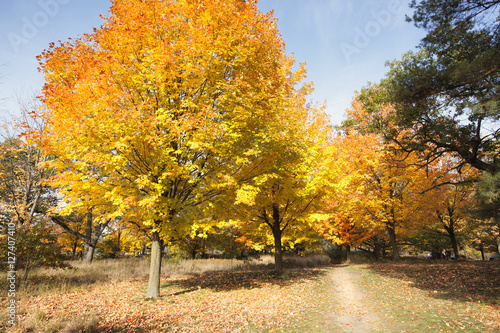 autumn leaves in park