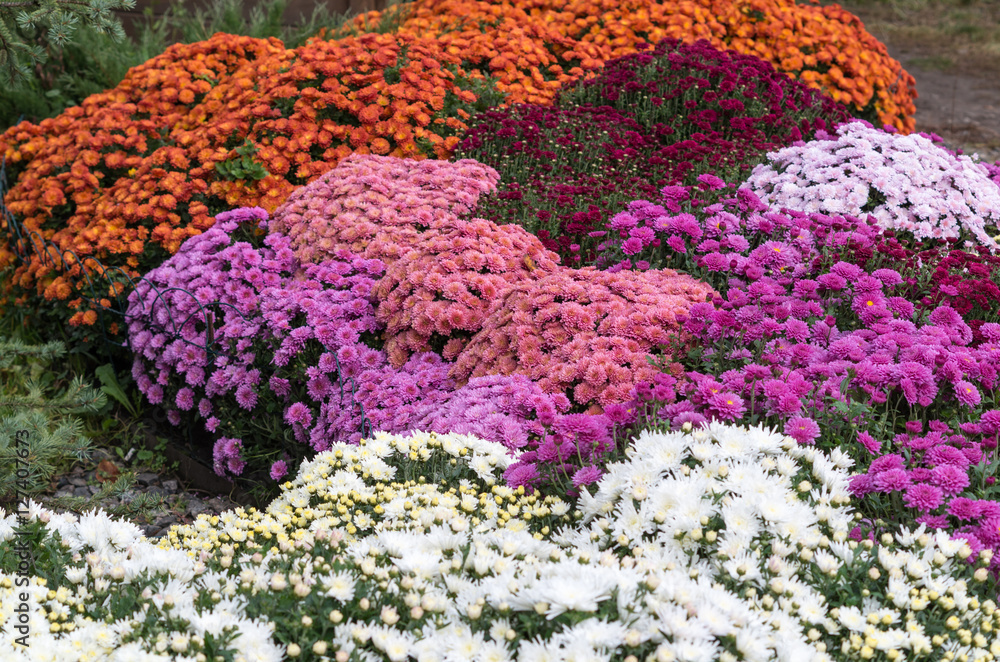Beautiful flowers of chrysanthemum, different colors of autumn