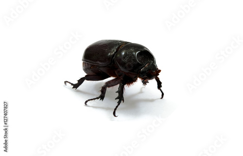 Female rhino beetle