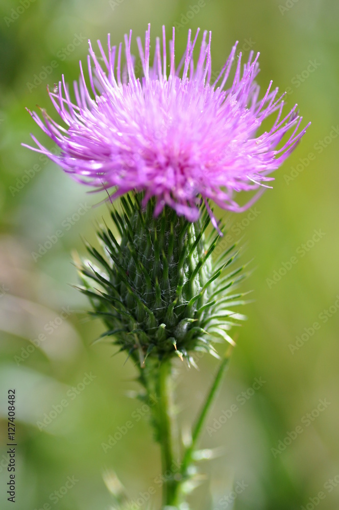 Thistle Macro Thistle Macro