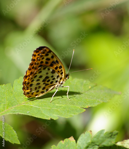 Wallpaper Mural The butterfly Torontodigital.ca