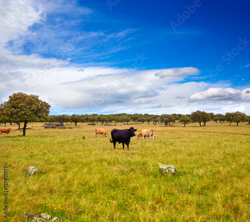 Fototapeta Naklejka Na Ścianę i Meble -  fighting bull grazing in Extremadura dehesa