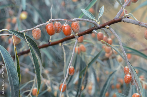 Elaeagnus angustifolia or Wild Olive