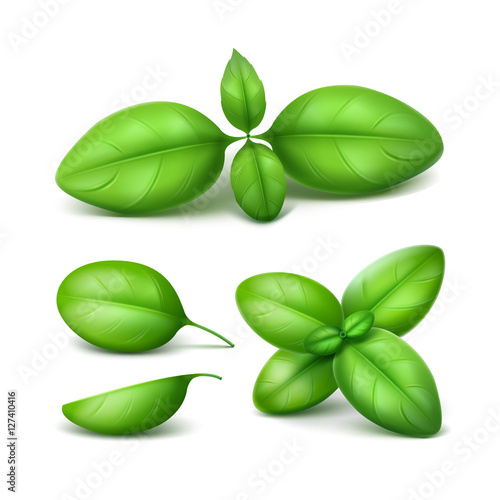 Set of Green Fresh Basil Leaves Close up Isolated on White Background