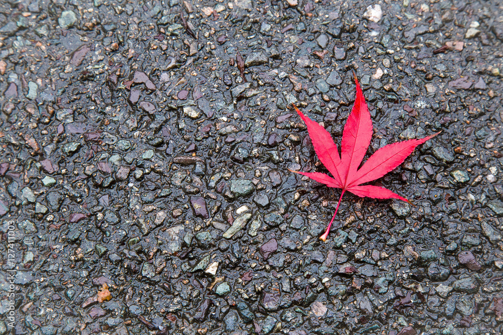 Red autumn maple leaf on the asphalt. Background. Red autumn maple leaf on the asphalt. Background.
