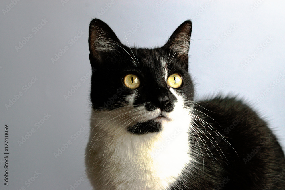 Tuxedo cat on a gray background Tuxedo cat on a gray background