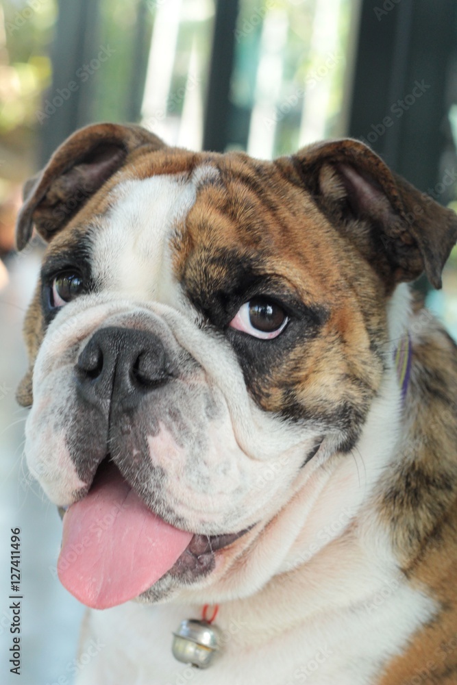 English Bulldog