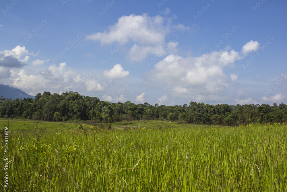 Grassland and forest