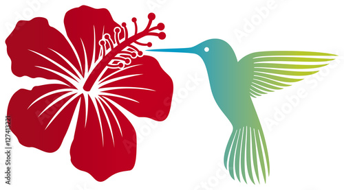 hummingbird (colibri) and red hibiscus flower