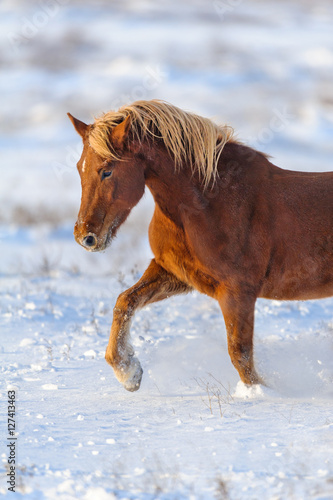 Beautiful red horse with long blond mane run in snow field