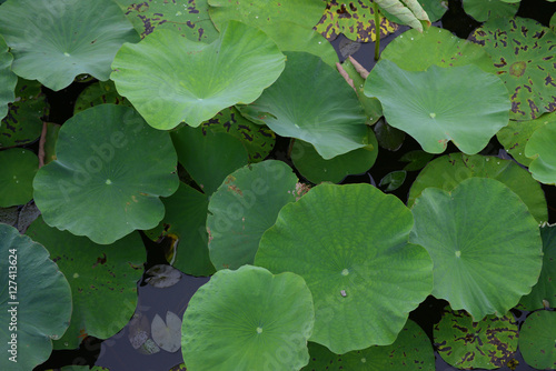 Lotus leaf in the pond © behindlens