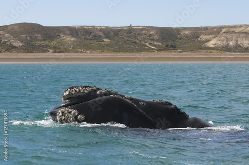 Southern Right whale ,Eubalaena Australis © foto4440
