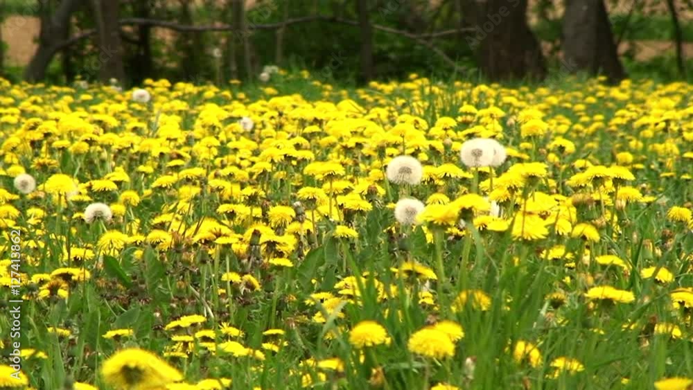 Eine Löwenzahnwiese mit einigen abgeblühten Löwenzahnblüten (Pusteblumen) Eine Löwenzahnwiese mit einigen abgeblühten Löwenzahnblüten (Pusteblumen)