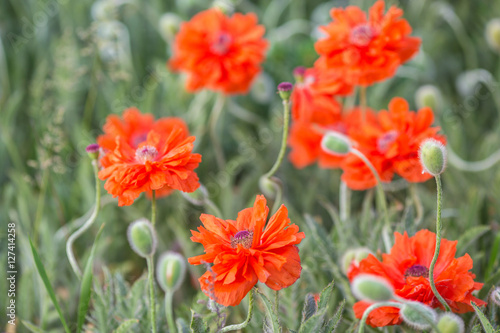 Red poppy flowers