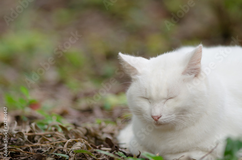 Sleeping white cat © Kinoya
