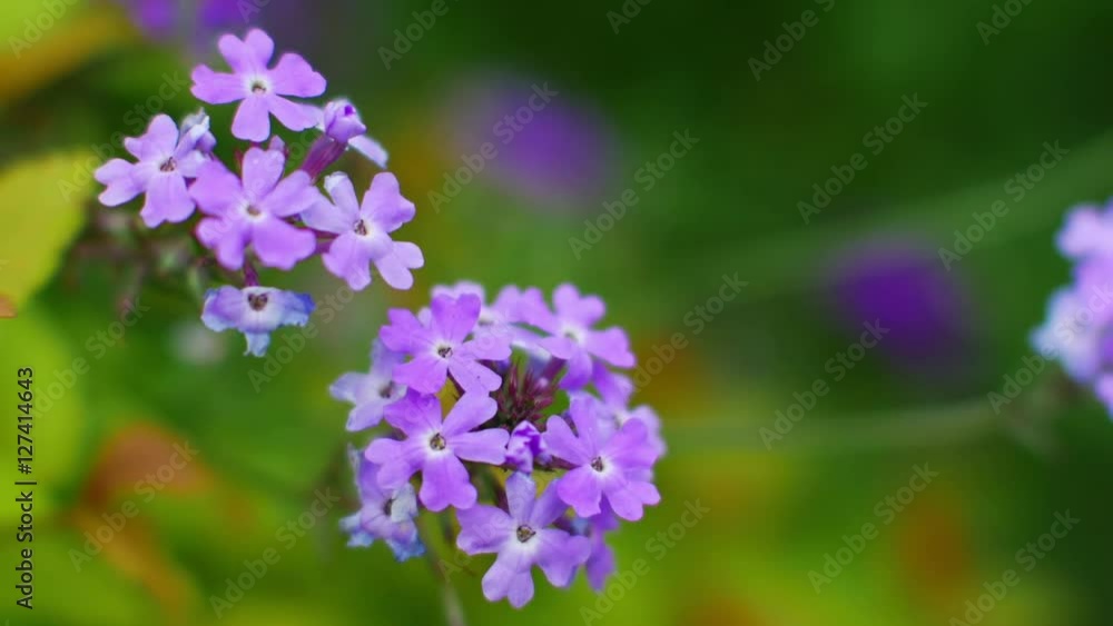 Closeup view of beautiful flowers of Spiraea japonica Closeup view of beautiful flowers of Spiraea japonica