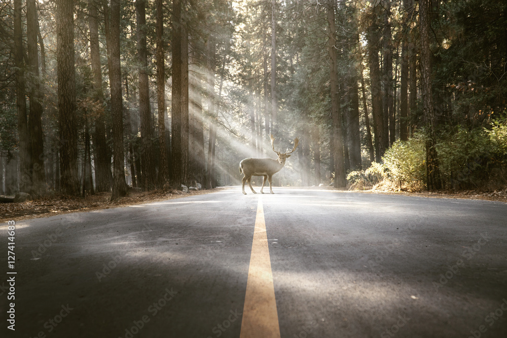 Naklejka premium Jeleń stoi na leśnej drodze