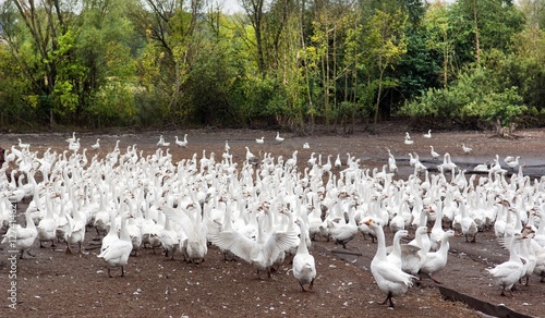 Foto Herd of white geese
