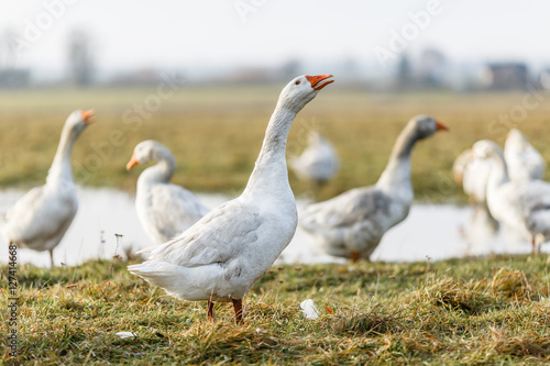 Белые гуси купаются в луже на лугу