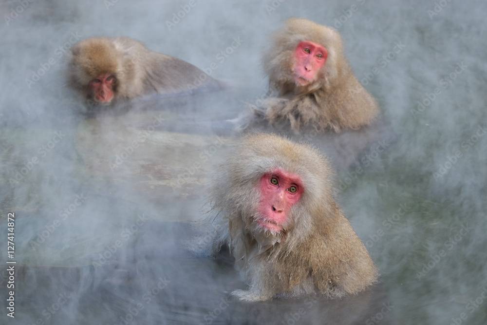 Naklejka premium 温泉に入るお猿 地獄谷